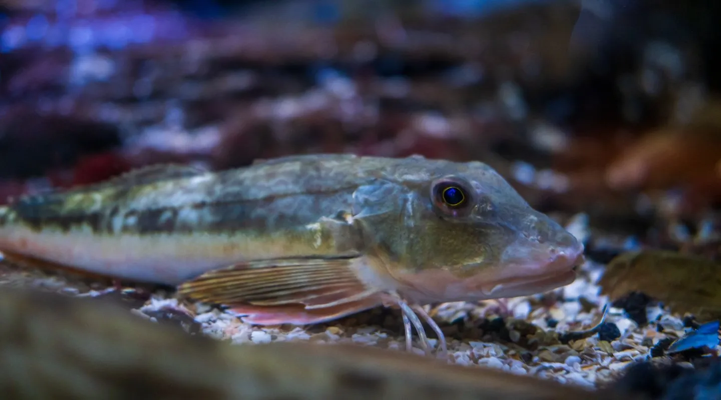 Discover the Tub Gurnard Nausicaa